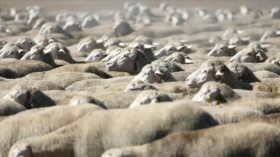 Tarım İşletmeleri Genel Müdürlüğü bünyesindeki 400 adet morkaraman ırkı reforme