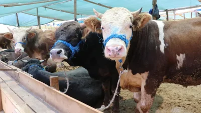 Tarım ve Orman Bakanı İbrahim Yumaklı, Kurban Bayramı sürecinde satılamayan