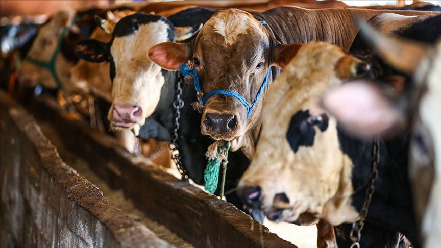 Kurban Bayramı’na sayılı günler kala beklenen hareketlilik başladı ve kurbanlık