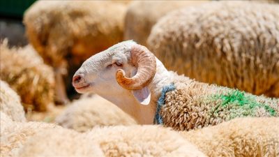 Kurban Bayramı’nın gelişiyle birlikte milyonlarca mümin ibadetlerini eksiksiz yerine getirmek