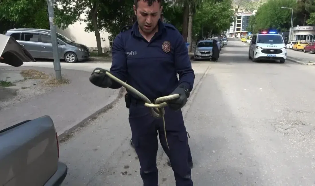 Amasya’da bir otomobilin içine giren yaklaşık 1,5 metre uzunluğundaki yılan