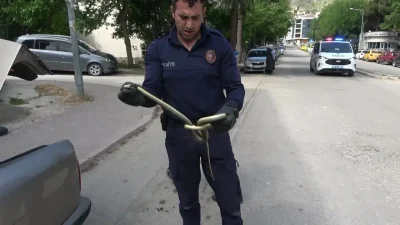 Amasya’da bir otomobilin içine giren yaklaşık 1,5 metre uzunluğundaki yılan
