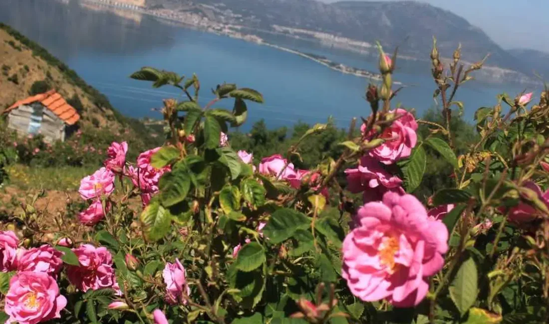 Dünya gül yağı üretiminin merkez üssü Isparta’da gül hasadı tüm