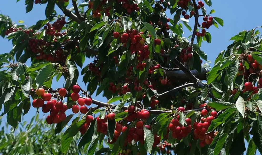 Türkiye’nin en önemli kiraz üretim merkezlerinden biri olan Isparta’nın Uluborlu