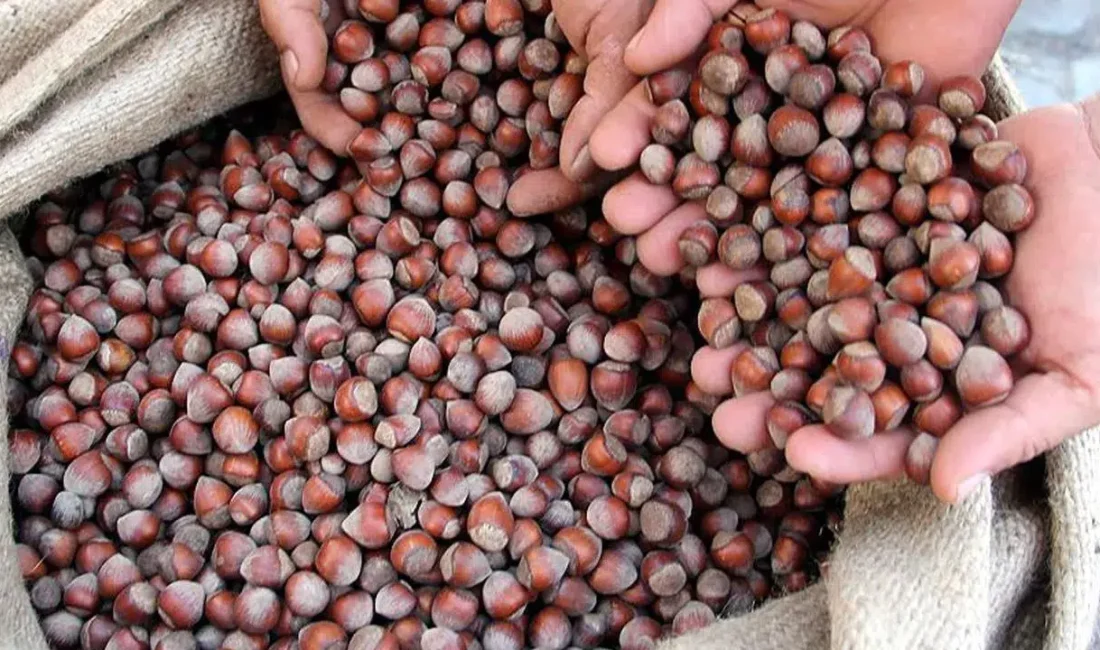 Yeni sezon öncesinde fındık piyasasında hareketli günler yaşanıyor. Serbest piyasada