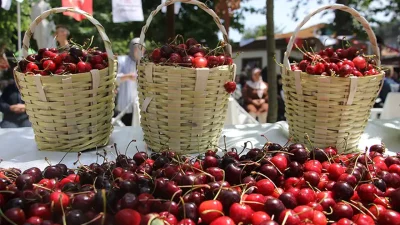 Tekirdağ’da bu yıl 60’ıncısı düzenlenen Uluslararası Kiraz Festivali, kelimenin tam
