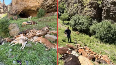 Erzurum’un Şenkaya ilçesinde merada otlayan buzağı sürüsü, yabani hayvanların hedefi