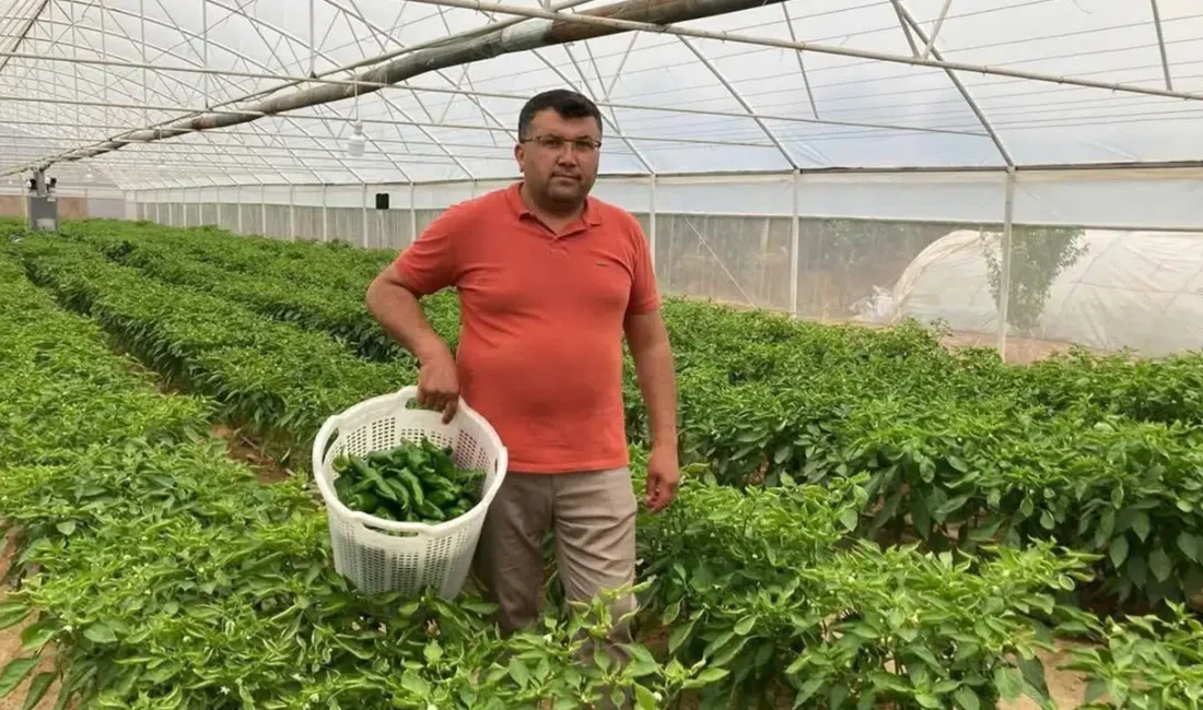 Manisa’nın Sarıgöl ilçesinde üretilen ve eşsiz lezzetiyle tescillenen coğrafi işaretli