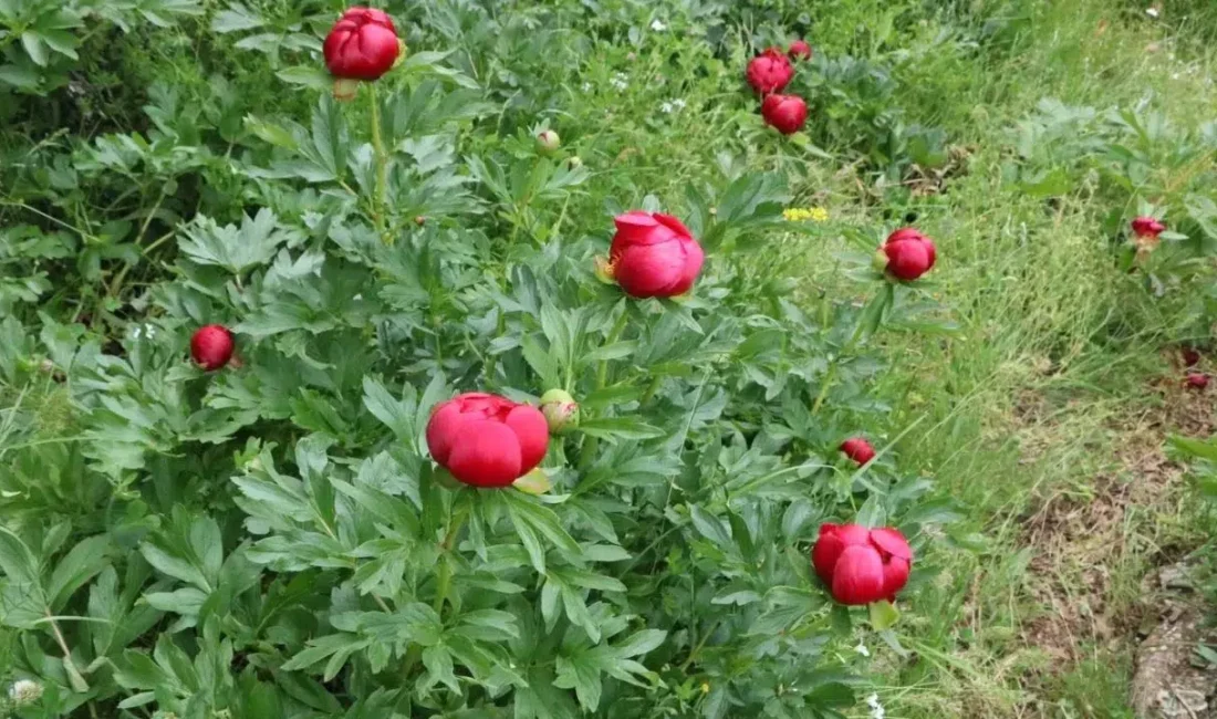 Afyonkarahisar’da koruma altında bulunan ve her yıl mayıs ile haziran