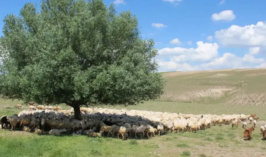 Erzurum’un Horasan ilçesinde hayvan otlatmak için evden ayrılan ve bir