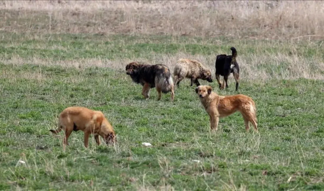 Hakkari’nin Yüksekova ilçesinde kırsal alanda hayvan otlatırken bir anda etrafını