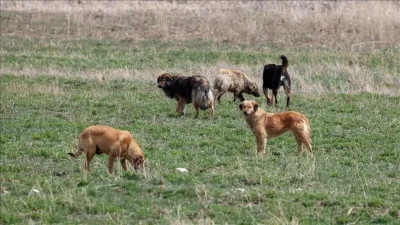 Hakkari’nin Yüksekova ilçesinde kırsal alanda hayvan otlatırken bir anda etrafını