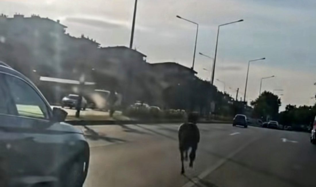 Bursa’da ana yola aniden fırlayan başıboş bir at, sürücülere korku