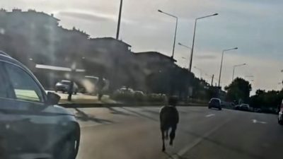 Bursa’da ana yola aniden fırlayan başıboş bir at, sürücülere korku