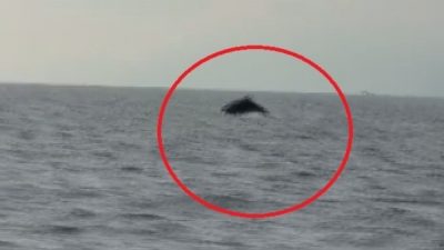 Hatay’ın Samandağ ilçesinde denize açılan bir balıkçı, Akdeniz’in mavi sularında