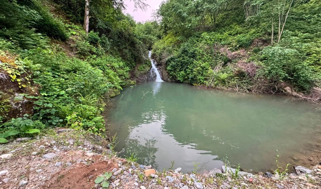 Artvin’in Arhavi ilçesinde sıcak havadan bunalarak serinlemek amacıyla gölete giren