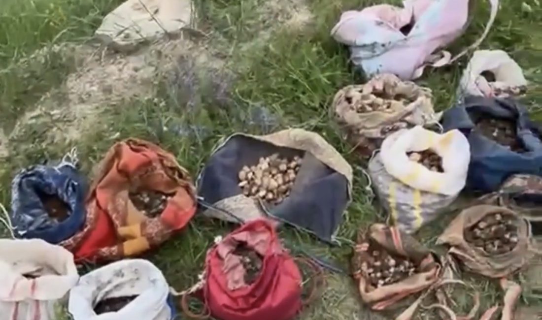 Çankırı’da koruma altındaki salep orkidesi yumrularını yasa dışı yollarla toplayan