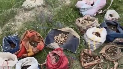 Çankırı’da koruma altındaki salep orkidesi yumrularını yasa dışı yollarla toplayan