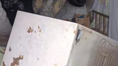 Rize’nin Çamlıhemşin ilçesindeki Kaçkar Koçdüzü Yaylası’nda ortaya çıkan dev ayı,
