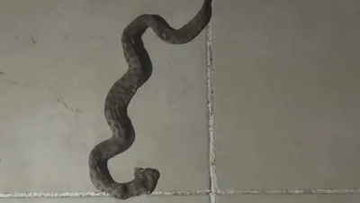 Siirt’in Kurtalan ilçesinde havaların ısınmasıyla birlikte kış uykusundan uyanan yılanlar