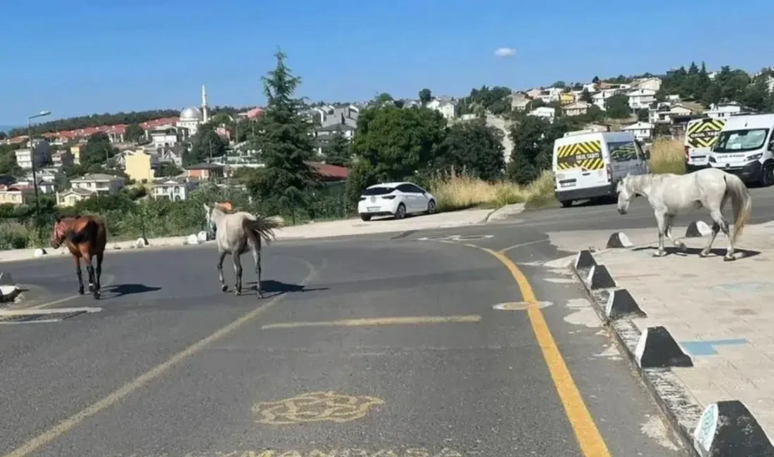 Tekirdağ’ın Süleymanpaşa ilçesinde toplu konutların ve çocuk oyun alanlarının çevresinde