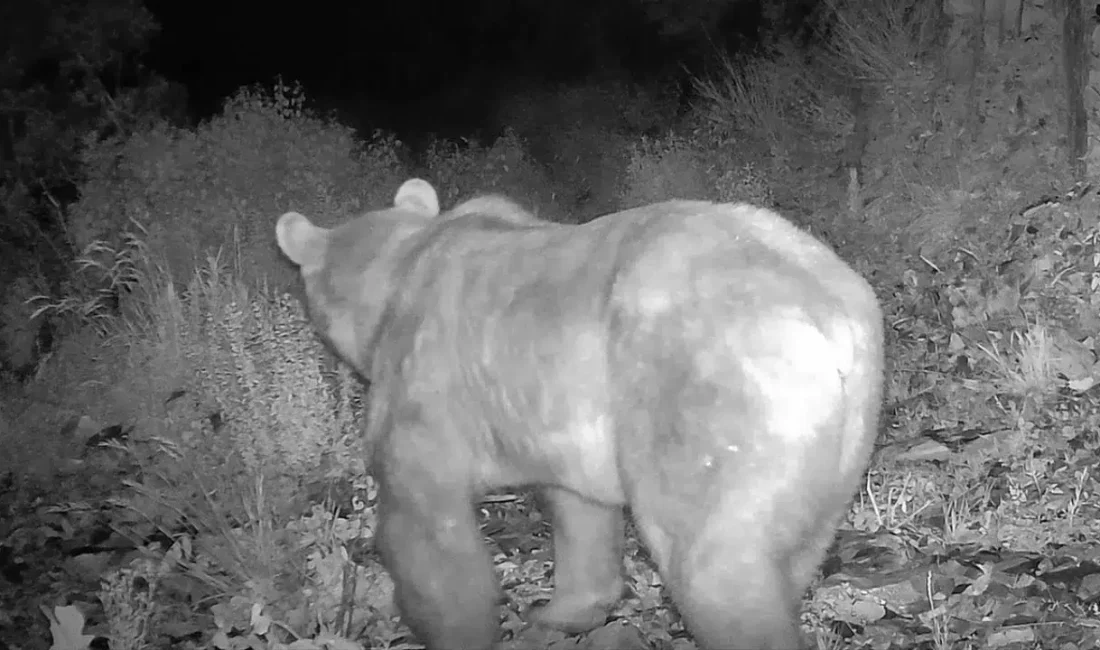 Kastamonu’nun İnebolu ilçesinde yaban hayatını izlemek amacıyla kurulan bir fotokapan,