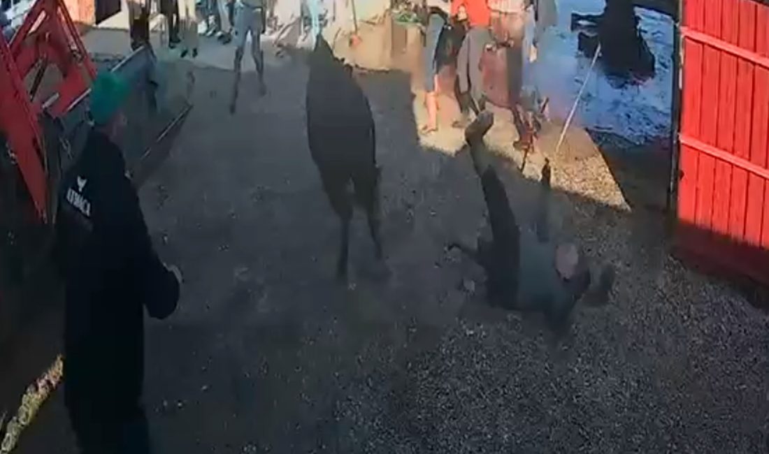 Afyonkarahisar’ın Çay ilçesinde kesim sırasını beklerken ipini koparan kurbanlık bir