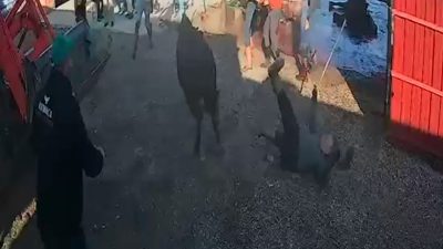 Afyonkarahisar’ın Çay ilçesinde kesim sırasını beklerken ipini koparan kurbanlık bir