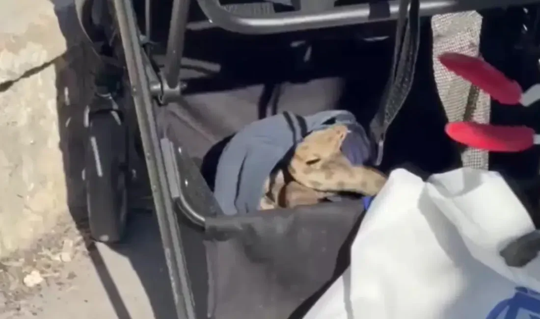 Şanlıurfa’da güzel havanın tadını çıkarmak için pikniğe giden bir aile,