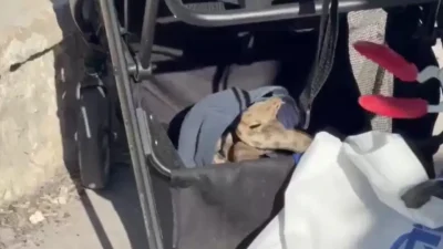 Şanlıurfa’da güzel havanın tadını çıkarmak için pikniğe giden bir aile,