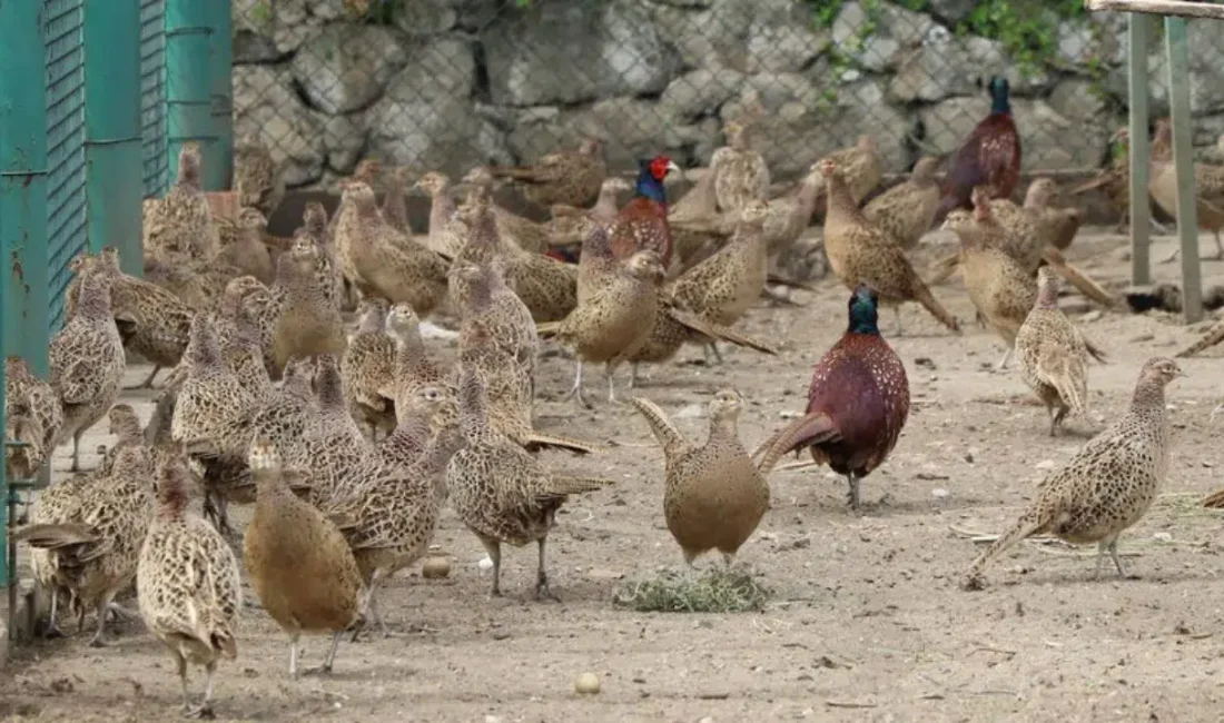 Tarım ve Orman Bakanlığı, hem tarım arazilerini hem de insan