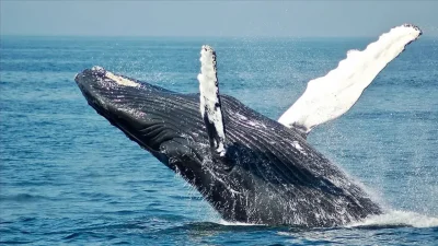 Muğla’nın dünyaca ünlü turizm merkezi Fethiye’de akıllara durgunluk veren anlar
