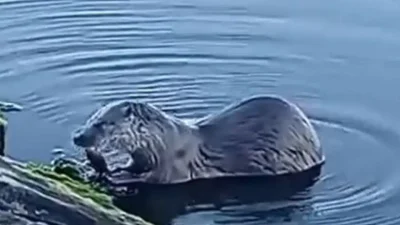 İstanbul’un en hareketli noktalarından biri olan Küçükçekmece Gölü’nde, nesli tükenme