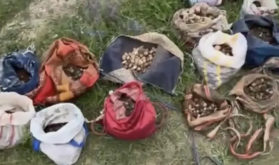 Çankırı’da doğadan izinsiz olarak salep orkidesi yumrusu toplayan 10 kişi