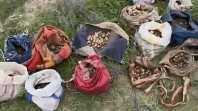 Çankırı’da doğadan izinsiz olarak salep orkidesi yumrusu toplayan 10 kişi