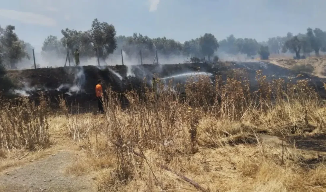 Balıkesir’in Burhaniye ilçesinde zeytinlik alanların hemen yanı başında başlayan örtü