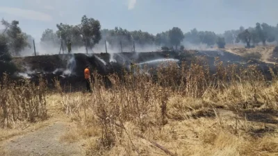 Balıkesir’in Burhaniye ilçesinde zeytinlik alanların hemen yanı başında başlayan örtü