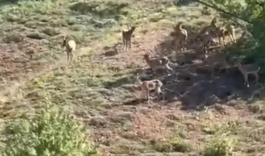 Elazığ’ın Baskil ilçesinde koruma altında bulunan ve doğada nadir görülen