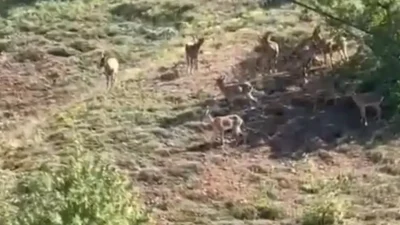 Elazığ’ın Baskil ilçesinde koruma altında bulunan ve doğada nadir görülen