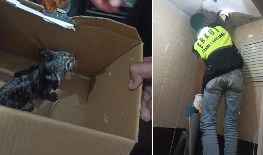 Siirt’in Eruh ilçesinde bir binanın lavabo borusundan gelen acı miyavlama