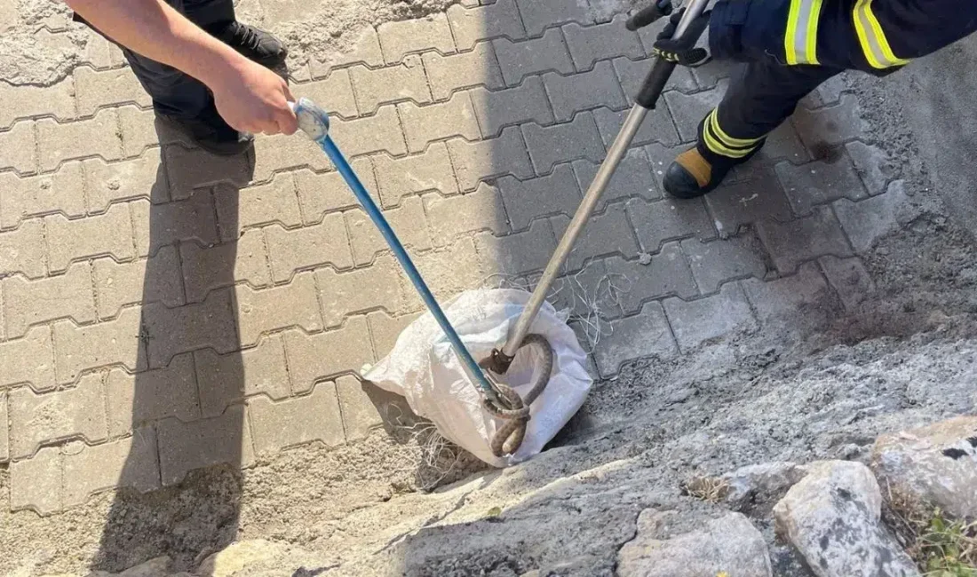 Siirt’te bir evin bahçesinde aniden ortaya çıkan ve boyu yaklaşık