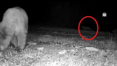 Bolu’da yaşayan 20 yaşındaki İbrahim Can Yıkılmaz, kurduğu fotokapanlarla vaşaktan