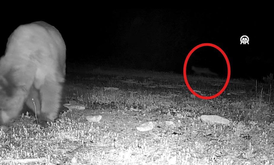 Bolu’da yaşayan 20 yaşındaki İbrahim Can Yıkılmaz, kurduğu fotokapanlarla vaşaktan