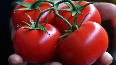 Sofralarımızın vazgeçilmezi domatesin kalp sağlığı üzerindeki mucizevi etkileri bilimsel olarak