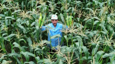 Karadeniz’in en önemli tarım merkezlerinden biri olan Bafra’da yaz sezonunun