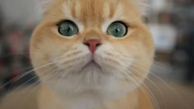Evcil dostlarımızın ev içerisinde aniden başlayan ve adeta görünmez bir