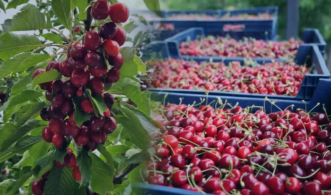 Batı Akdeniz’de bu sezon yüzleri güldüren kiraz ve vişne ihracatı,