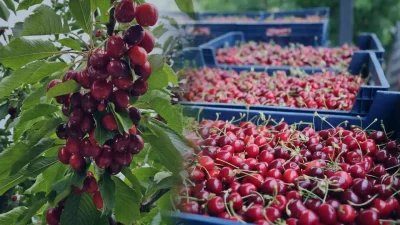 Batı Akdeniz’de bu sezon yüzleri güldüren kiraz ve vişne ihracatı,