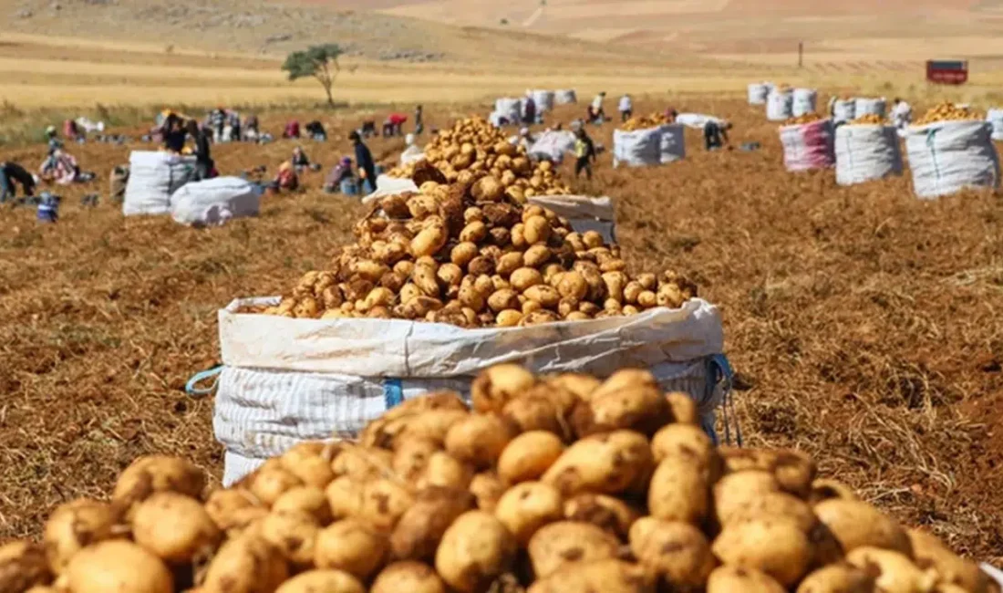 Afyonkarahisar’ın patates üretim merkezi Sandıklı’da beklenen büyük hasat dönemi resmen