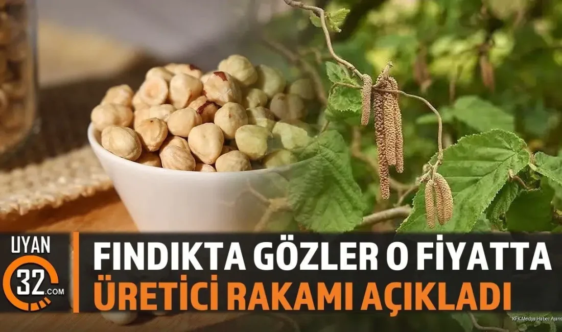 Karadeniz bölgesinin en önemli geçim kaynağı olan fındıkta hasat dönemi